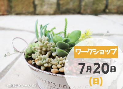 【吉川美南】	2025年7月20日(日)　多肉植物の寄せ植え作り
